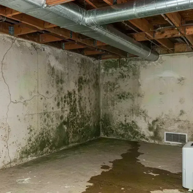 Professional Mold Removal in Sikeston, MO